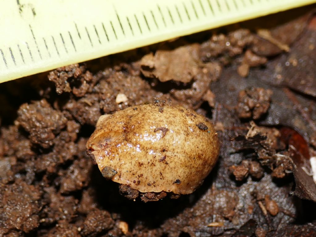 testacella scutulum